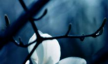 花朵牵动我的情思