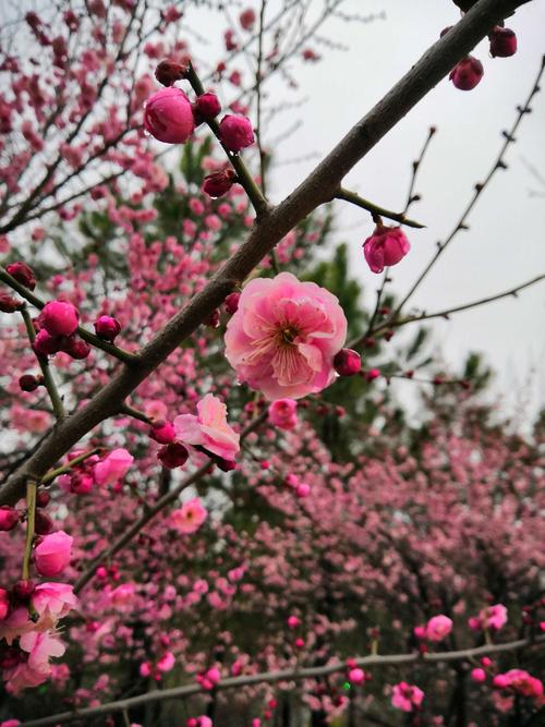 春节