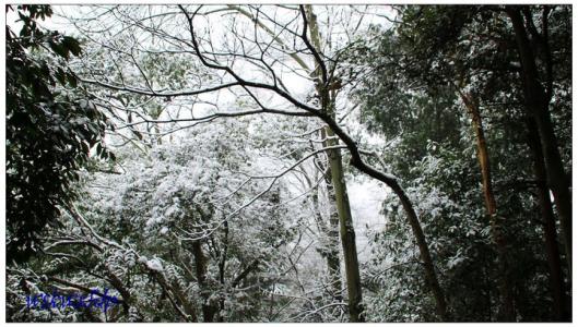在家乡的小雪