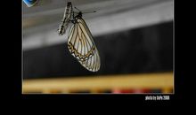 让生命化蛹成蝶