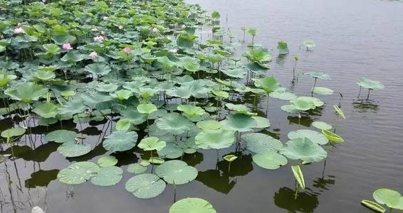 家乡莲花池，我最喜欢的