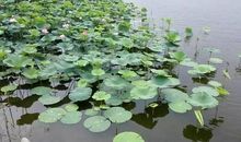 故乡的荷花池我的最爱