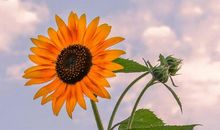 因为追求所以美丽