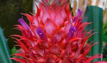 我最爱的那道菜