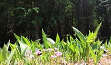 以清欢的姿态活在这世界上