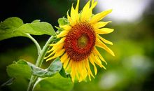 向日葵开花的时候