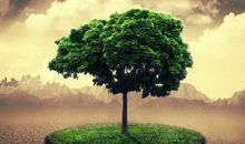 大树的生命