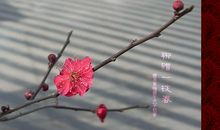 借风唤花醒获赠一枝春