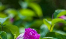 风景如画的春天