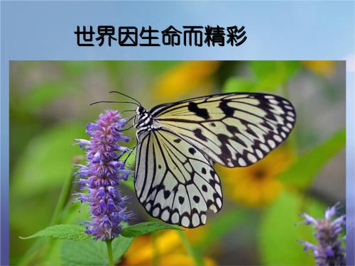 生活是美好的，因为爱情