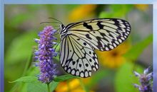 生命因爱而精彩