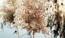 感悟那一抹淡淡的幸福