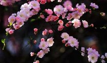 又见春花烂漫时