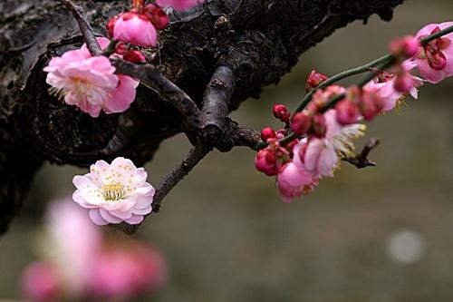 冬季李子在我眼中