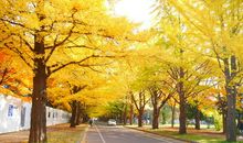 充满阳光的校园