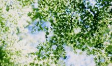 怀念是一种纯净的美