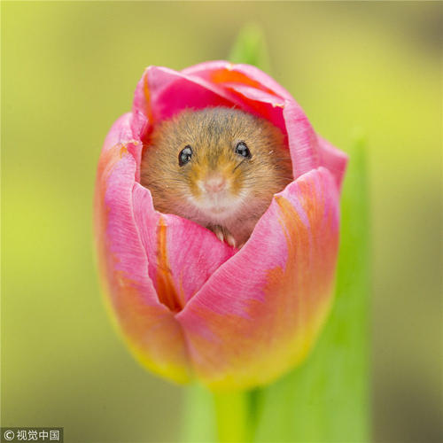 偷偷摸摸的花朵