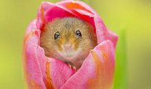 细嗅花香亦惆怅