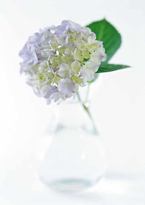 风信花中的青年流动