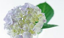 风信子里的青春流年