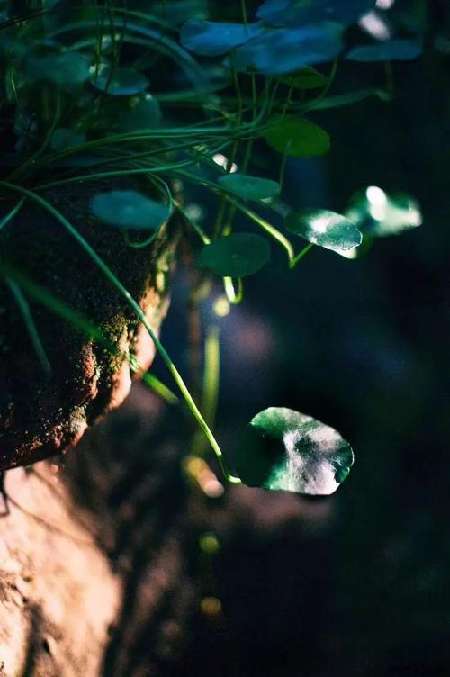 珍惜一点掉落 - 阅读“风舞九天”之后