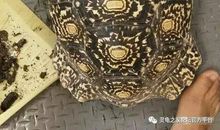 我要追随语文的身影