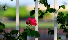 怀念是翅膀飞过的痕迹