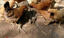 鸡年最悲催的人