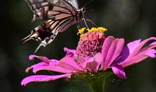 有感于重振的蝴蝶