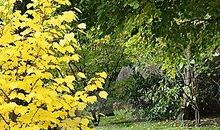 秋天中的一点绿