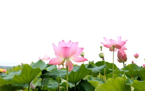 我喜欢莲花