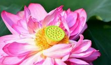 宽容，是一枚开心果