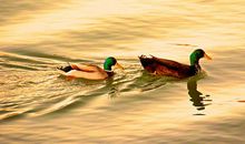 生命因此而精彩