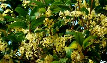 桂花树下的随想