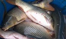 钓鱼的感觉真好