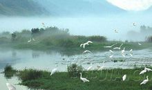 一行白鹭上青天