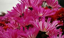 春，是五彩缤纷的