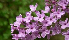 《丁香花的寓言》诗歌