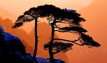 行走的风景不变的心