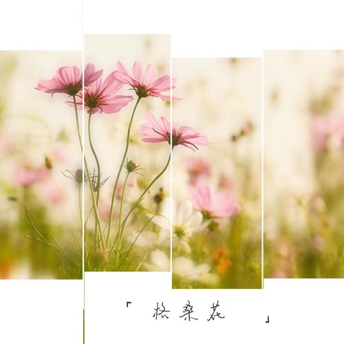 写一封写在秋天的情书
