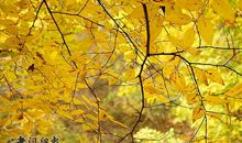 又是黄叶飘落时