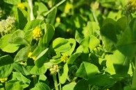 我是一个小草，我有一个美丽的骄傲。