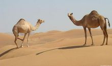 向骆驼致敬——读《骆驼》有感