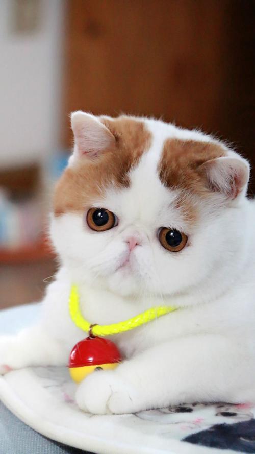 包装大肥猫