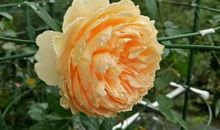 高中是青春开的花儿