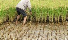 我学会的一件农活