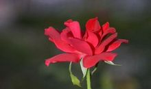 心中有株月季花