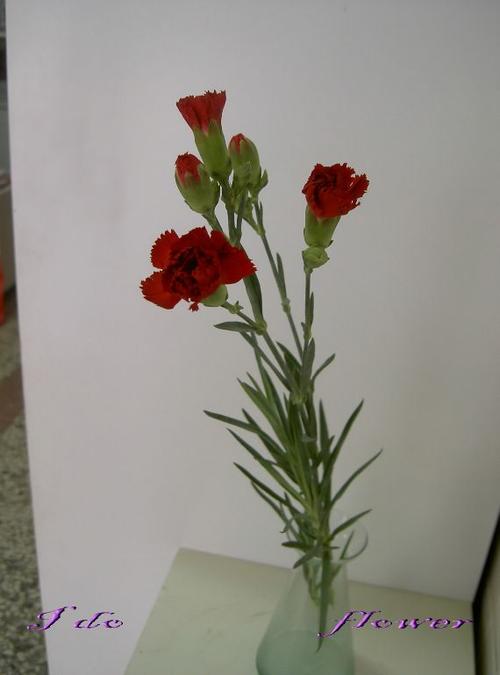 火的狂欢节