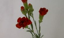那束火红的康乃馨