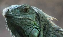 我心目中的“变色龙”——写父亲